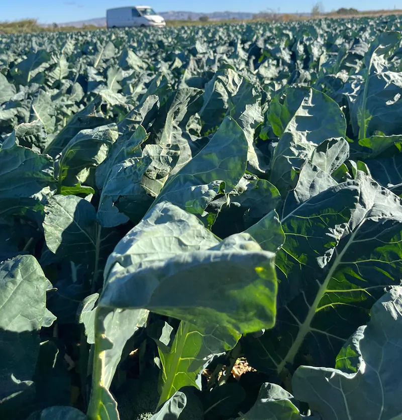Mayoristas de frutas y verduras