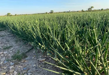 Campos de cultivo Campos de cultivo