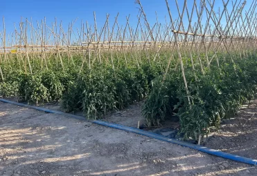 Campos de cultivo Campos de cultivo